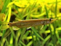 Freshwater Barracuda ~ 6cm - 7cm
